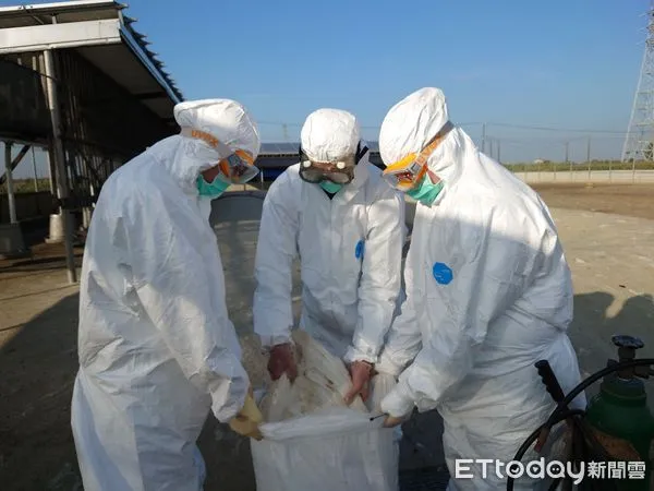 ▲台南市動物防疫人員進行鵝隻撲殺作業，並進行鵝舍消毒。（圖／記者林悅翻攝，下同）