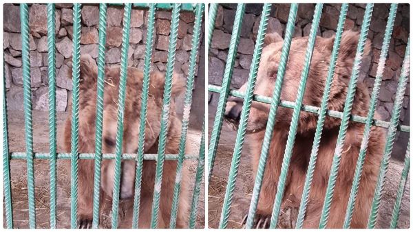 ▲▼烏茲別克動物園一名飼育員疑因未遵守安全守則，進入圍欄理後慘遭棕熊攻擊慘死。（圖／翻攝自Telegram）