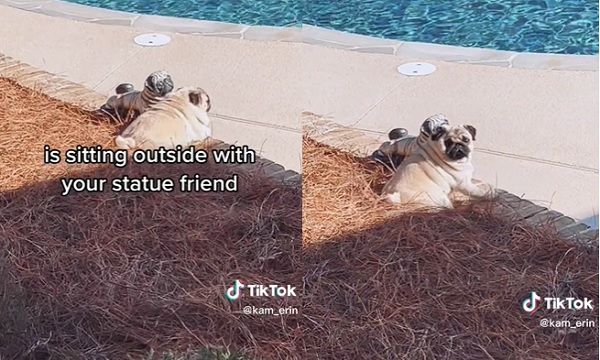 ▲▼巴哥犬每天庭院找「狗朋友」玩　搭肩看風景媽笑：那是雕像呀。（圖／翻攝自抖音）
