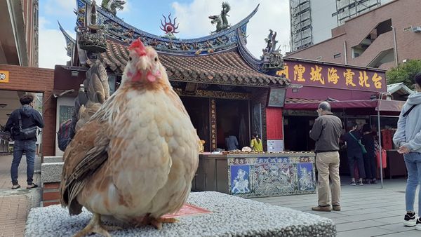 ▲▼美酒零食和「主餐」擺上桌！穿洋裝萌歪頭　他笑：都是高熱量食物。（圖／有點毛毛的／食材旅行中-麻油粉專提供）