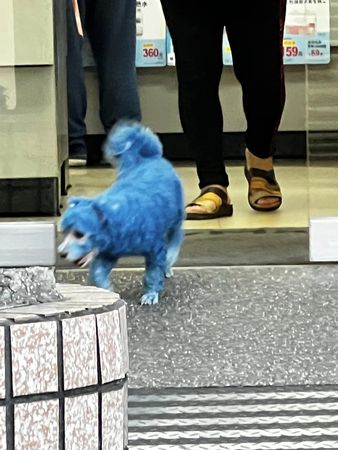 ▲陳冠霖在外看見被染成藍色的狗狗。（圖／翻攝自臉書／陳冠霖牛仔部落格）