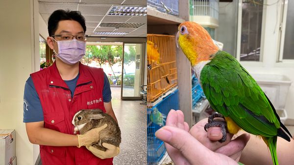 ▲新手飼主快速入門 新北首創「五類動物」基礎飼養指引。（圖／新北市動保處提供）