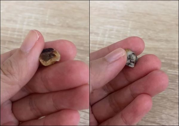 ▲▼孩子在蛤蜊濃湯裏面喝到的，一度以為是顆臼齒。（圖／翻攝自臉書／Costco好市多 商品經驗老實說）