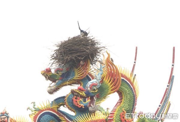 ▲▼喜鵲在苗栗五穀宮廟頂龍頭竹鳥巢，廟方表示已經進行超過1年。（圖／記者蔡文淵攝）
