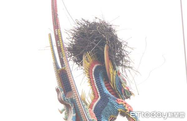 ▲▼喜鵲在苗栗五穀宮廟頂龍頭竹鳥巢，廟方表示已經進行超過1年。（圖／記者蔡文淵攝）