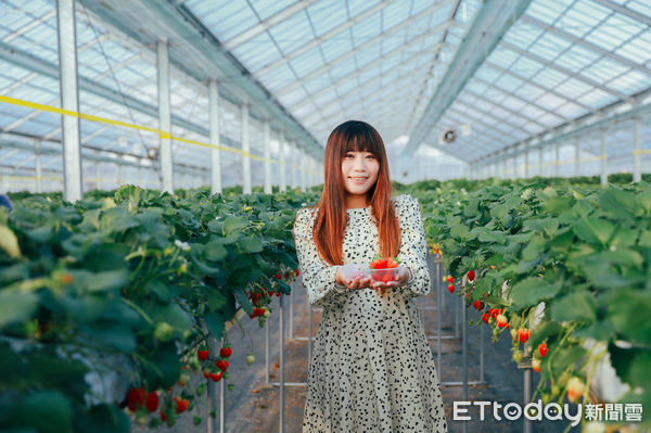 ▲▼日本群馬原田農園草莓吃到飽，採草莓。（圖／記者蔡玟君攝）