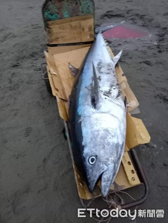 ▲▼有漁民竟然在苗栗捕捉到黑鮪魚。（圖／記者蔡文淵翻攝）