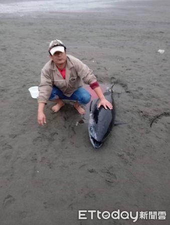 ▲▼有漁民竟然在苗栗捕捉到黑鮪魚。（圖／記者蔡文淵翻攝）