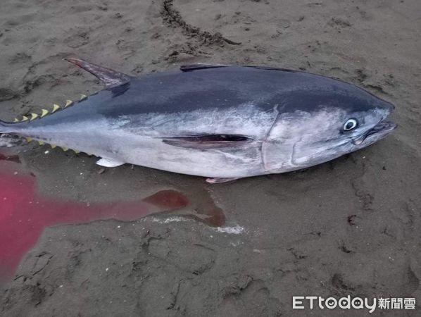 ▲▼有漁民竟然在苗栗捕捉到黑鮪魚。（圖／記者蔡文淵翻攝）