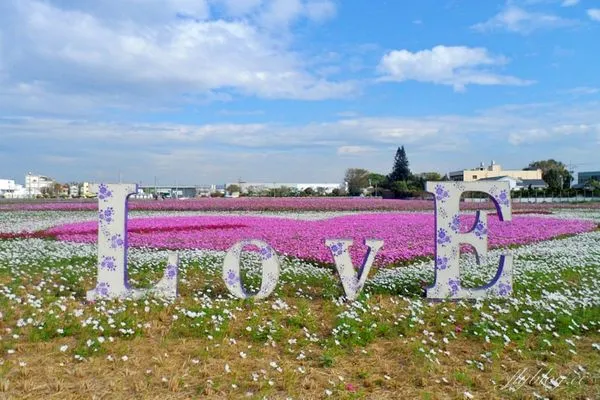 ▲▼金陵村花海（圖／飛天璇的口袋提供）