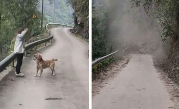 ▲被收養流浪狗跳車攔住懷孕主人，下一秒山路塌方。（圖／翻攝自影片）