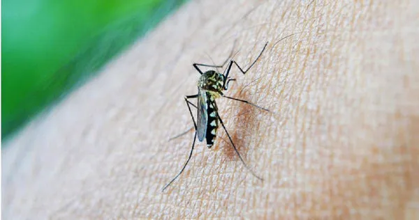 新的研究警告，在亞洲部分地區，傳播登革熱和其他病毒的蚊子對殺蟲劑的抵抗力越來越強。（示意圖／PIXABAY）