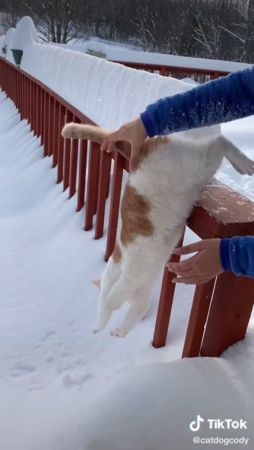 橘白貓上秒還在賞雪，下秒整隻不見。（圖／翻攝自Tiktok@catdogcody）