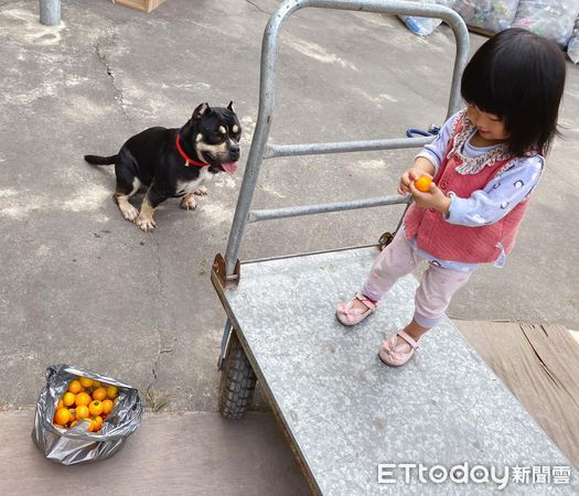 ▲愛犬天天去鄰居家報到「連女兒也淪陷」　媽崩潰：我的狗不回家了（圖／粉專「內有惡霸-小心被萌」提供，請勿隨意翻拍，以免侵權。）