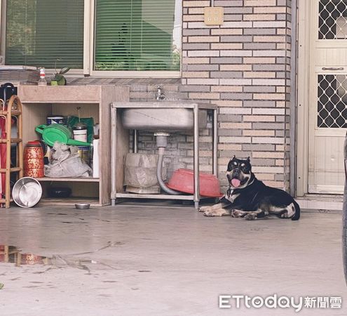 ▲愛犬天天去鄰居家報到「連女兒也淪陷」　媽崩潰：我的狗不回家了（圖／粉專「內有惡霸-小心被萌」提供，請勿隨意翻拍，以免侵權。）