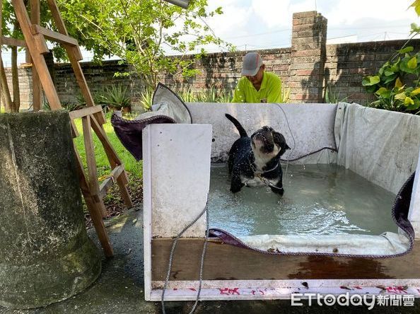 ▲ ▲愛犬天天去鄰居家報到「連女兒也淪陷」　媽崩潰：我的狗不回家了（圖／粉專「內有惡霸-小心被萌」提供，請勿隨意翻拍，以免侵權。）