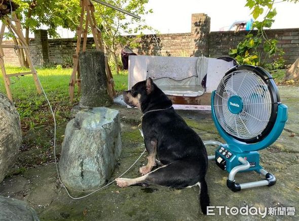 ▲ ▲愛犬天天去鄰居家報到「連女兒也淪陷」　媽崩潰：我的狗不回家了（圖／粉專「內有惡霸-小心被萌」提供，請勿隨意翻拍，以免侵權。）