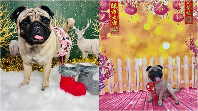 她抱巴哥犬「摸彩箱繞三圈」真的抽到3600　伯母鐵齒一試也中了