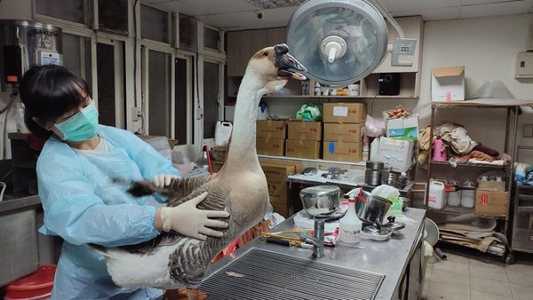 動保處獸醫替「鵝」子身體檢查確認健康無虞。（新北動保處提供）