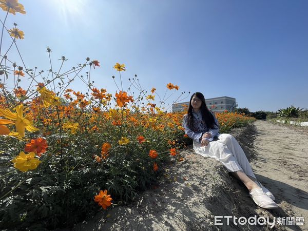 ▲位於台南山上花園水道博物館旁的冰點冷氣業者，將廠房旁3千多坪土地規劃成花海區，遍植波斯菊、百日草以及油菜花，現在正值開花期，花團錦簇吸引民眾前來尋芳。（圖／記者林悅翻攝，下同）