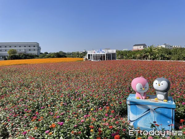 ▲位於台南山上花園水道博物館旁的冰點冷氣業者，將廠房旁3千多坪土地規劃成花海區，遍植波斯菊、百日草以及油菜花，現在正值開花期，花團錦簇吸引民眾前來尋芳。（圖／記者林悅翻攝，下同）