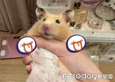 想幫忙大掃除!黃金鼠弄到「四隻小腳全變黑」 媽傻:跑去哪裡玩