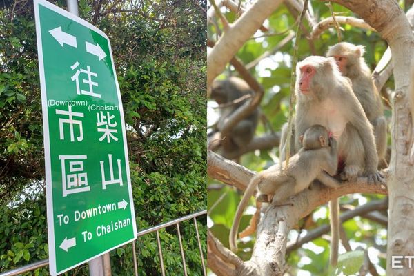 ▲▼高雄柴山一處路標牌標錯方向，網友笑「以為市區都猴子」。（圖／記者賴文萱翻攝）