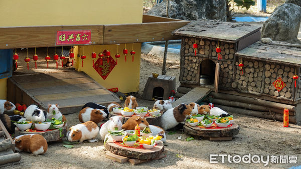 ▲台南學甲的頑皮世界動物們搶先享用年菜大餐！園方不僅以燈籠、春聯將園內妝點的年味十足。（圖／記者林悅翻攝，下同）