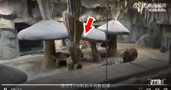 中國江蘇的虎景房近日又重新開業了。（圖／翻攝自微博）
