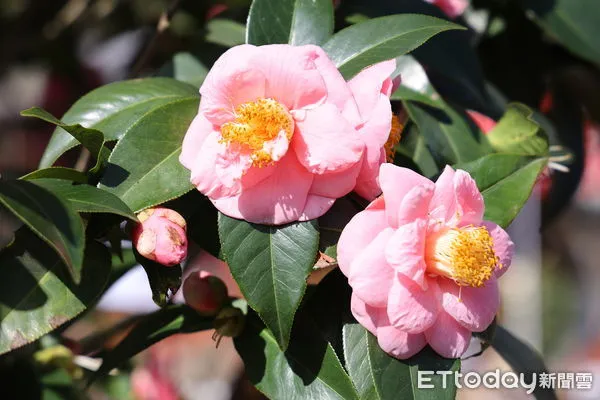 ▲鳳麓茶馨茶花展今日在台大實驗林鳳凰自然教育園區開幕。（圖／南投縣政府提供，下同）