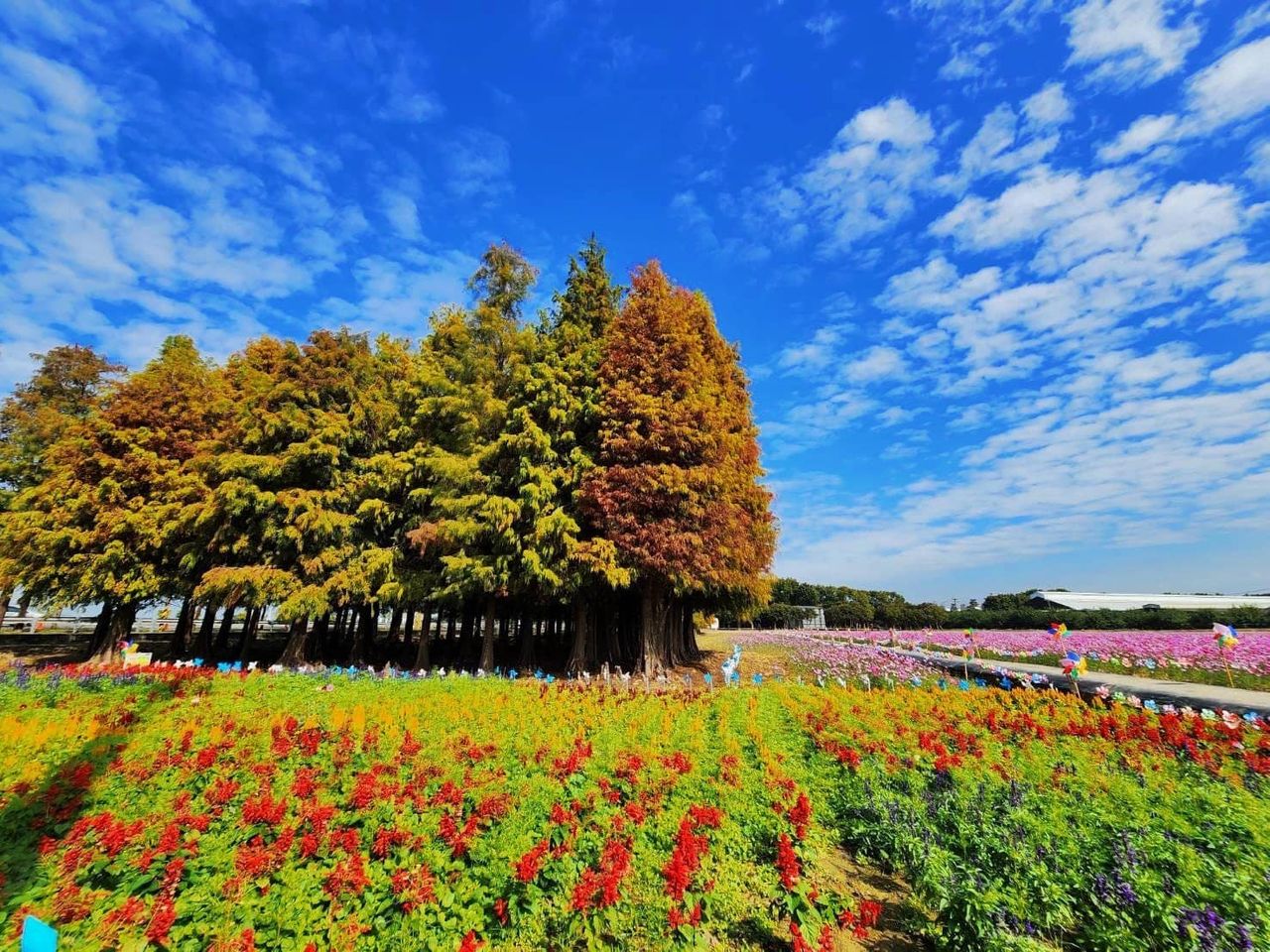 台南最夢幻落羽松森林美到3月加碼看波斯菊花海、巷仔貓