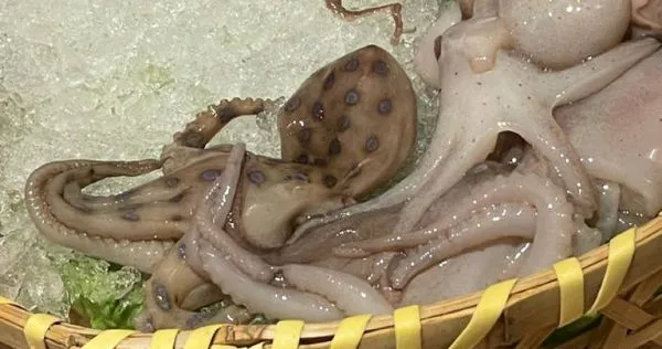 不要小看這隻有著環型斑點的章魚，小小一隻足以要人性命。（圖／翻攝自微博）