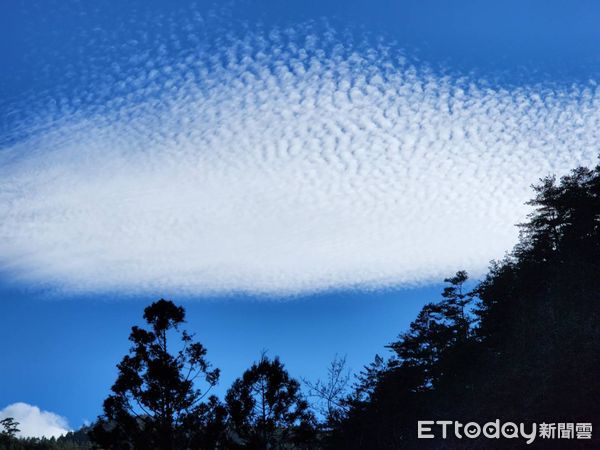 ▲過年看雲去！武陵驚現罕見「魚鱗雲」，農場喜喊：年年有餘好兆頭。（圖／武陵農場提供）