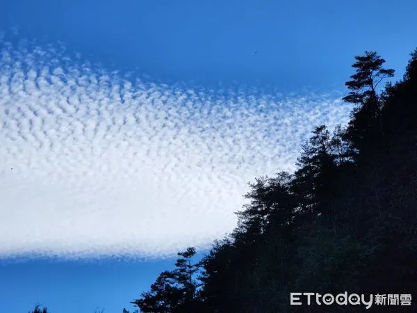 ▲過年看雲去！武陵驚現罕見「魚鱗雲」，農場喜喊：年年有餘好兆頭。（圖／武陵農場提供）