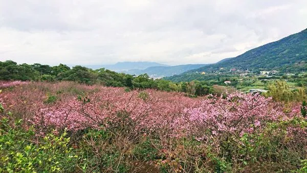 ▲「大埔農場紗帽山」小富士櫻今花況。（圖／大埔農場紗帽山提供）