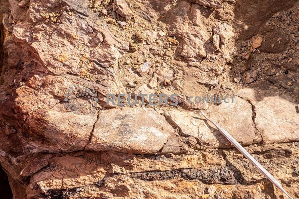 ▲▼科學家在智利巴塔哥尼亞地區發現大盜龍化石。（圖／路透）