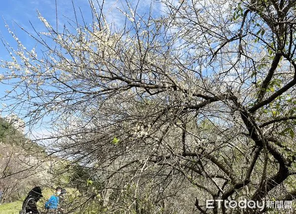 ▲春節期間，石門水庫低海拔梅花逐漸盛開，相當適合全家大小一起觀賞。（圖／記者沈繼昌翻攝）