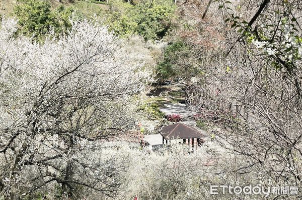 ▲石門水庫低海拔梅花逐漸盛開中，點綴在山林之間格外賞心悅目。（圖／記者沈繼昌翻攝）