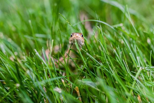 近日有研究員於厄瓜多發現了新品的侏儒蟒蛇，並命名Tropidophis cacuangoae。圖為示意圖，非Tropidophis cacuangoae。（pexels提供）