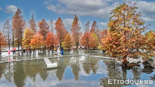 ▲▼台中后里泰安落羽松。（圖／Facebook／熱血旅行攝影作品授權）