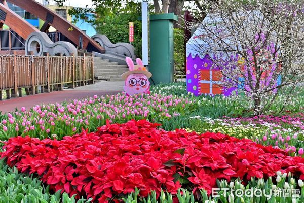 ▲▼石岡鬱金香花海。（圖／石岡區公所提供）