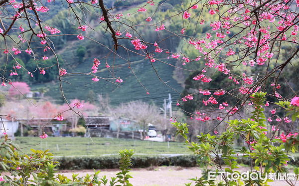 ▲信義鄉櫻花季開鑼，草坪頭櫻花艷姿動人。（圖／南投縣政府提供，下同）