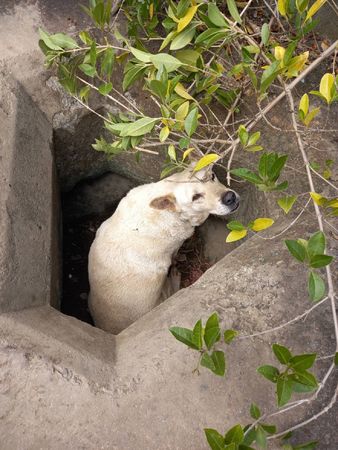 ▲▼動物救援請撥打1959動物保護專線。（圖／台北市動保處提供）