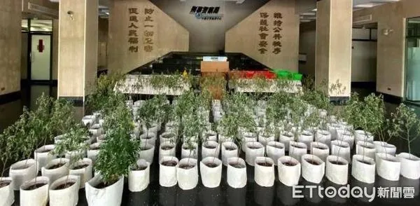 ▲▼搜出大麻305株，活株193株、死株112株，市價超過2,000萬元。（圖／花蓮縣警察局提供，下同）