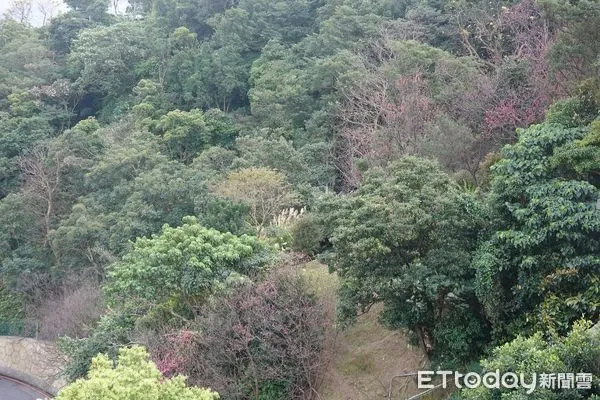 ▲▼   烘爐地櫻花      。（圖／新北市政府綠美化環境景觀處提供）