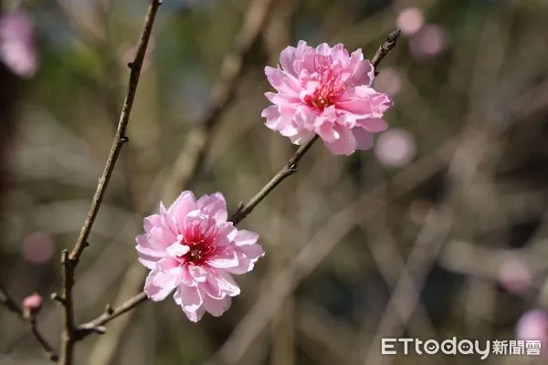 ▲2023雲林草嶺櫻花季2月1日正式登場。（圖／記者蔡佩旻翻攝）