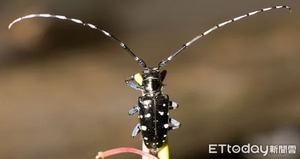 ▲農委會防檢局今日公告，日本為光肩星天牛疫區國家。（圖／農委會防檢局提供）