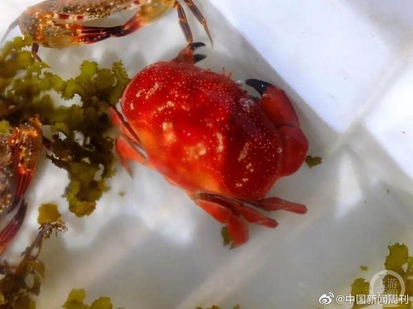 ▲海南文昌某市場被民眾發現有攤位在售賣含有毒素的「正直愛潔蟹」。（圖／翻攝微博）