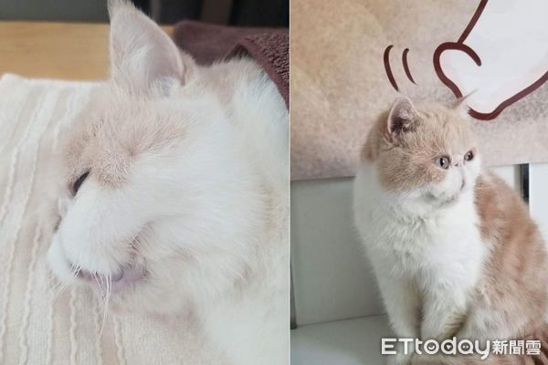台灣|快訊／還沒吃團圓飯…網紅加菲貓白叔叔「阿胖」驟逝　飼主哀慟 | ETtoday寵物雲&nbsp;| ETtoday新聞雲