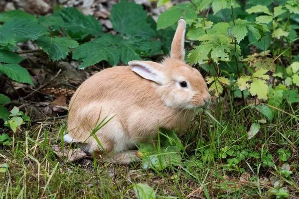 兔子在十二生肖中排行第4，有一段傳說故事。（示意圖，東方IC）